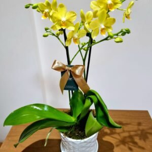 Orquídea Phalaenópsis