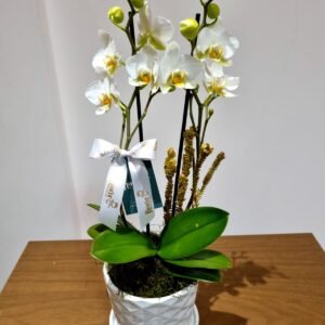Orquídea Phalaenópsis